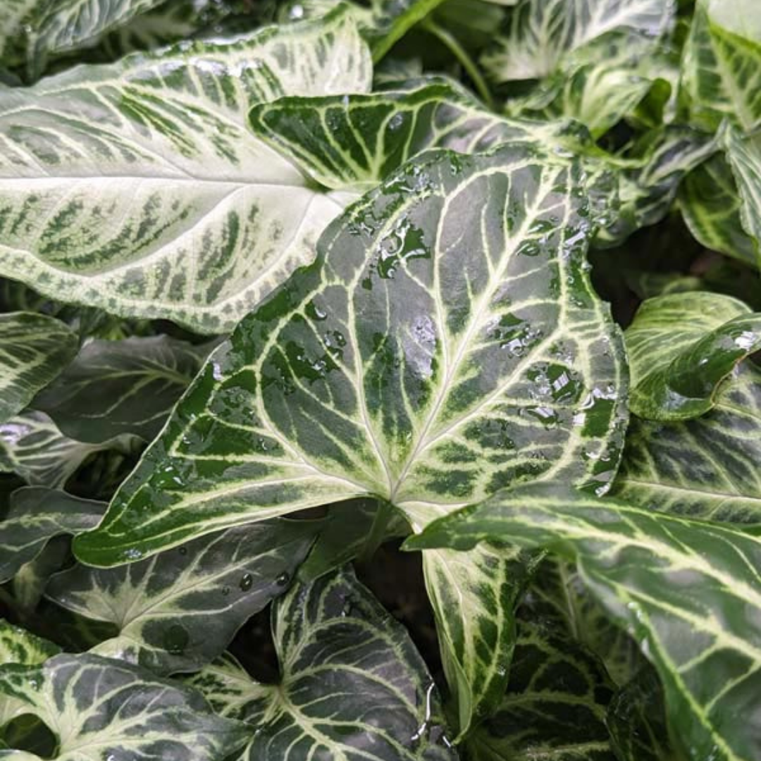 Arrowhead Plant - Syngonium(Green)