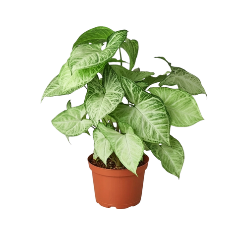 White Arrowhead Plant (Syngonium)