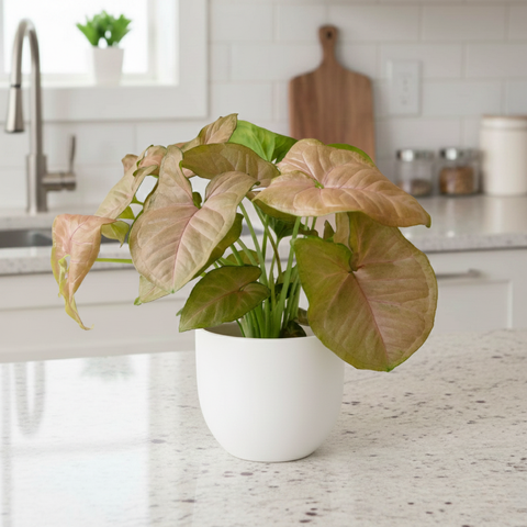 Arrowhead Pink Butterfly (Syngonium podophyllum)