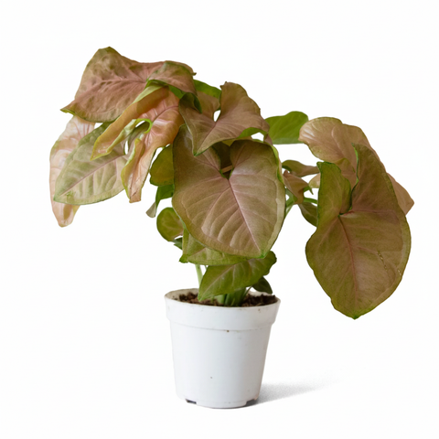 Arrowhead Pink Butterfly (Syngonium podophyllum)