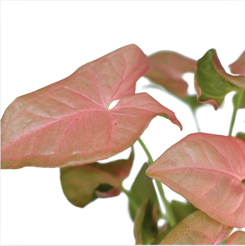 Arrowhead Pink Butterfly (Syngonium podophyllum)