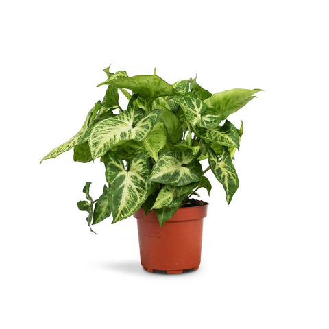 Arrowhead Plant - Syngonium(Green)