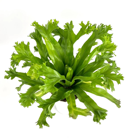 birds nest fern crissie 6" Bird’s Nest Fern ‘Chrissie’ (Asplenium nidus ‘Chrissie’)