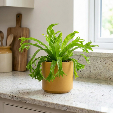 crissie bird's nest fern 6" Bird’s Nest Fern ‘Chrissie’ (Asplenium nidus ‘Chrissie’)
