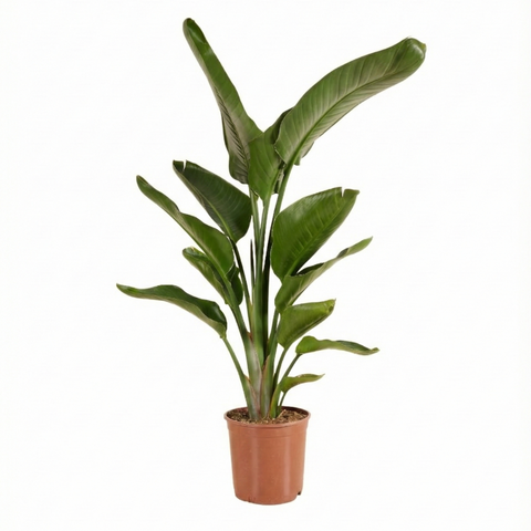 Bird of Paradise (Strelitzia nicolai)