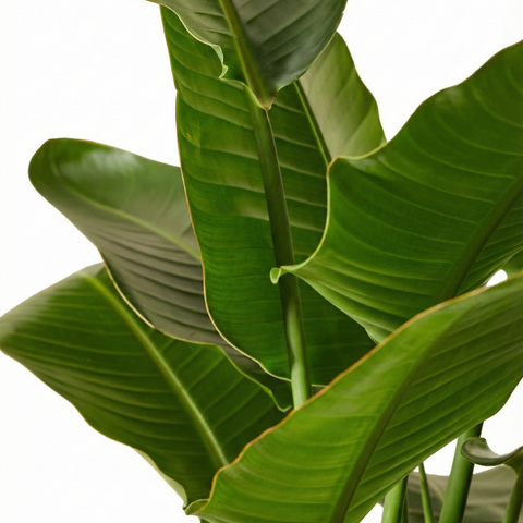 Bird of Paradise (Strelitzia nicolai)