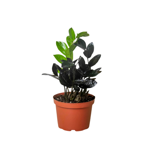 Black Raven ZZ Plant (Zamioculcas Zamiifolia)