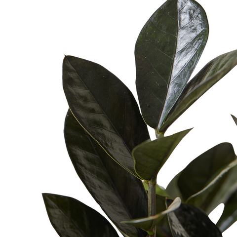 Black Raven ZZ Plant (Zamioculcas Zamiifolia)