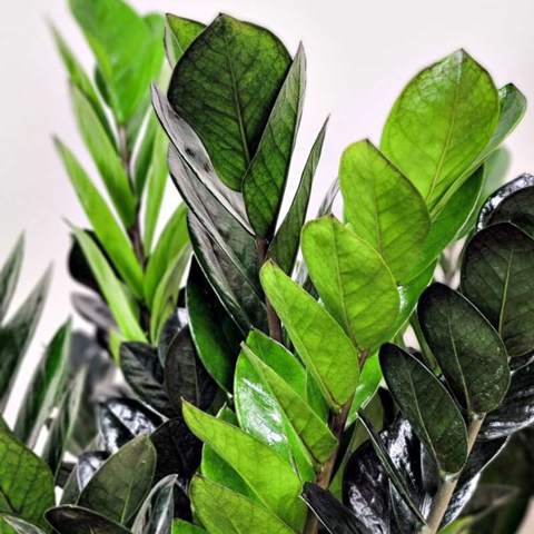 buy zz plant raven Black Raven ZZ Plant (Zamioculcas Zamiifolia)