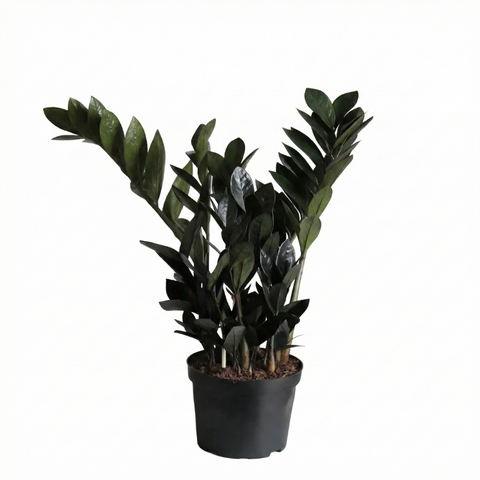 zz plant negra Black Raven ZZ Plant (Zamioculcas Zamiifolia)