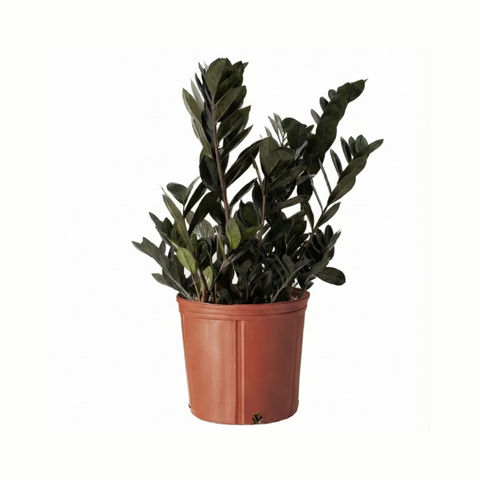 ruby zz plant Black Raven ZZ Plant (Zamioculcas Zamiifolia)