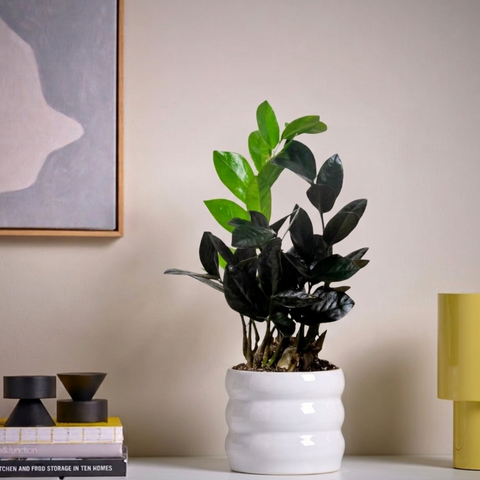 Black Raven ZZ Plant (Zamioculcas Zamiifolia)