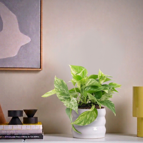 3-Month Plant Subscription Box | Free Shipping + Curated Plants