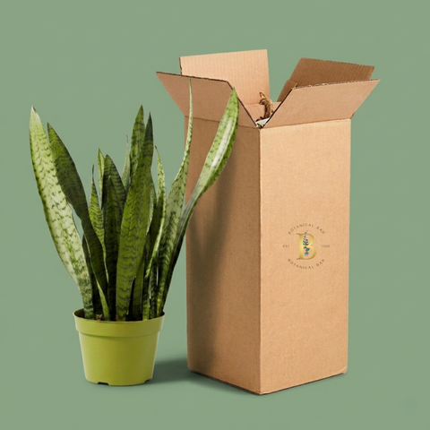 12-Month Plant Subscription Box | Free Shipping + Curated Plants