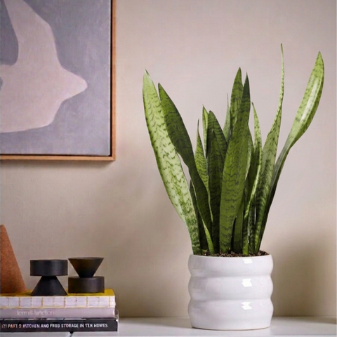 12-Month Plant Subscription Box | Free Shipping + Curated Plants