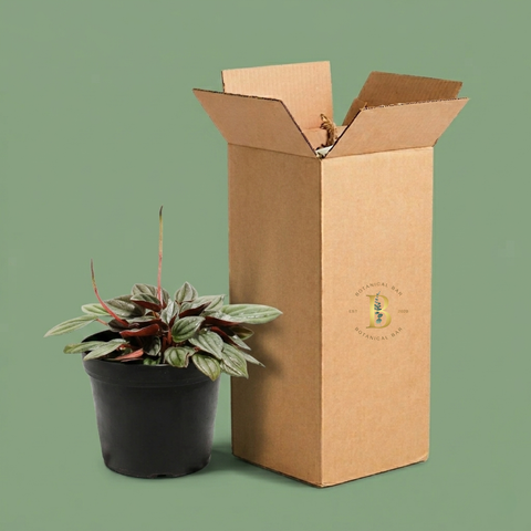 6-Month Plant Subscription Box | Free Shipping + Curated Plants