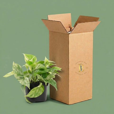 3-Month Plant Subscription Box | Free Shipping + Curated Plants