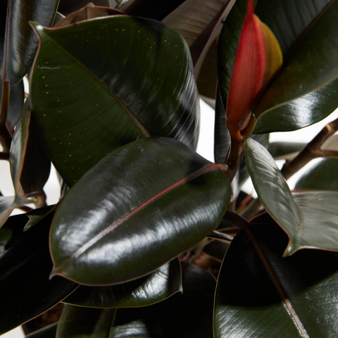 Burgundy Rubber Tree