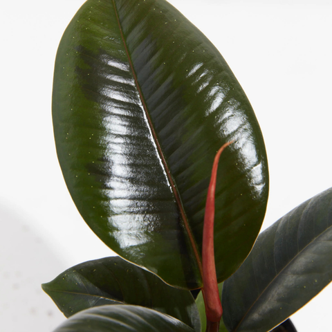 Burgundy Rubber Tree