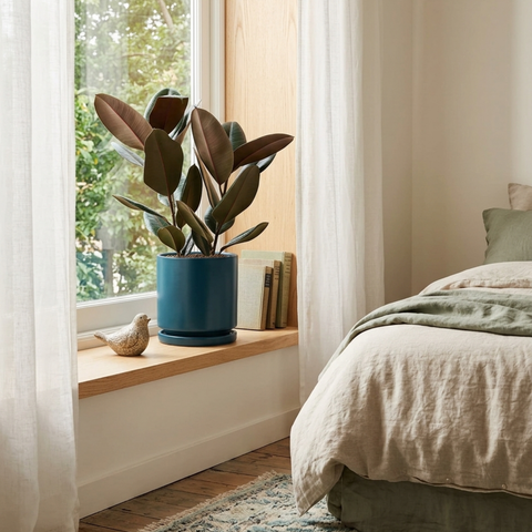 Burgundy Rubber Tree