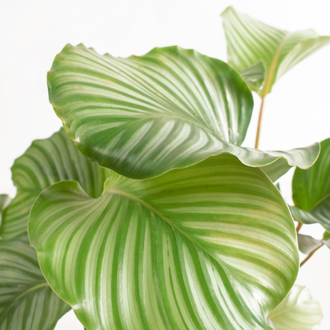 Calathea Orbifolia