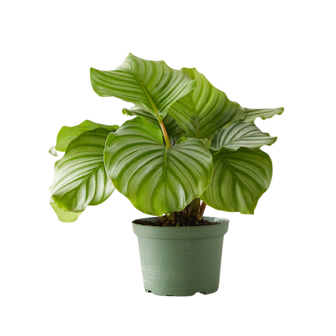 Calathea Orbifolia