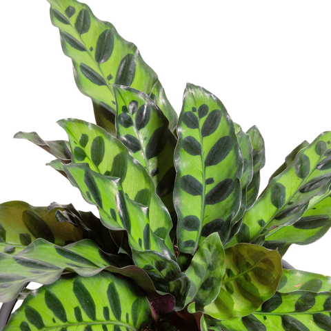 Calathea Rattlesnake (Goeppertia insignis)