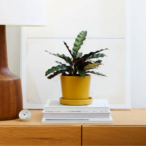 Calathea Rattlesnake (Goeppertia insignis)