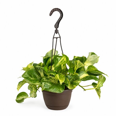 4" Pothos ‘Manjula’