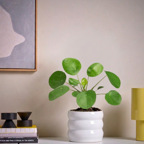 Chinese Money Plant (Pilea Peperomioides)