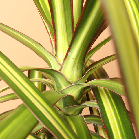 Dracaena 'Kiwi' Plant