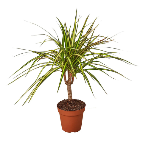 Dracaena 'Kiwi' Plant
