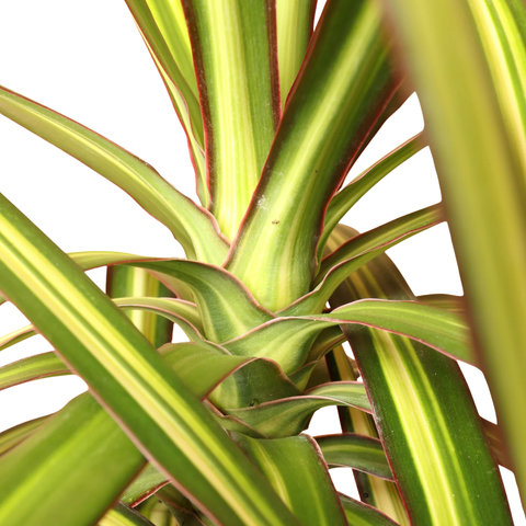 Dracaena 'Kiwi' Plant