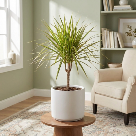 Dracaena 'Kiwi' Plant