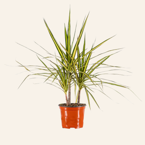 Dracaena 'Kiwi' Plant