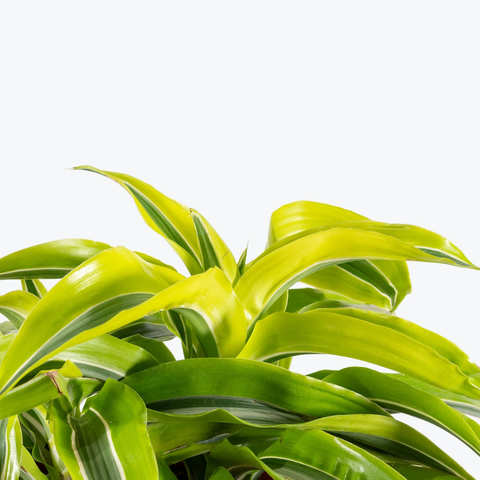 Dracaena ‘Lemon Surprise’