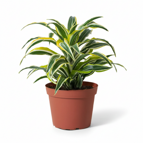 Dracaena ‘Lemon Surprise’