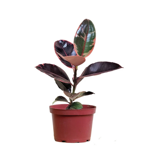 Ficus Ruby Bush (Rubber Tree)