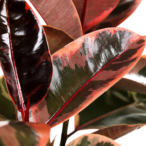 Ficus Ruby Bush (Rubber Tree)