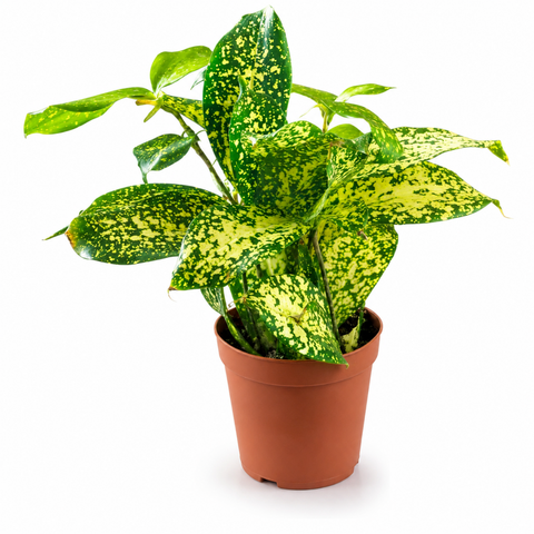 Florida Beauty Plant (Dracaena surculosa)