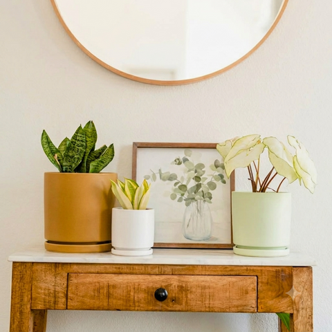6.5" Gemstone Planter with Water Tray
