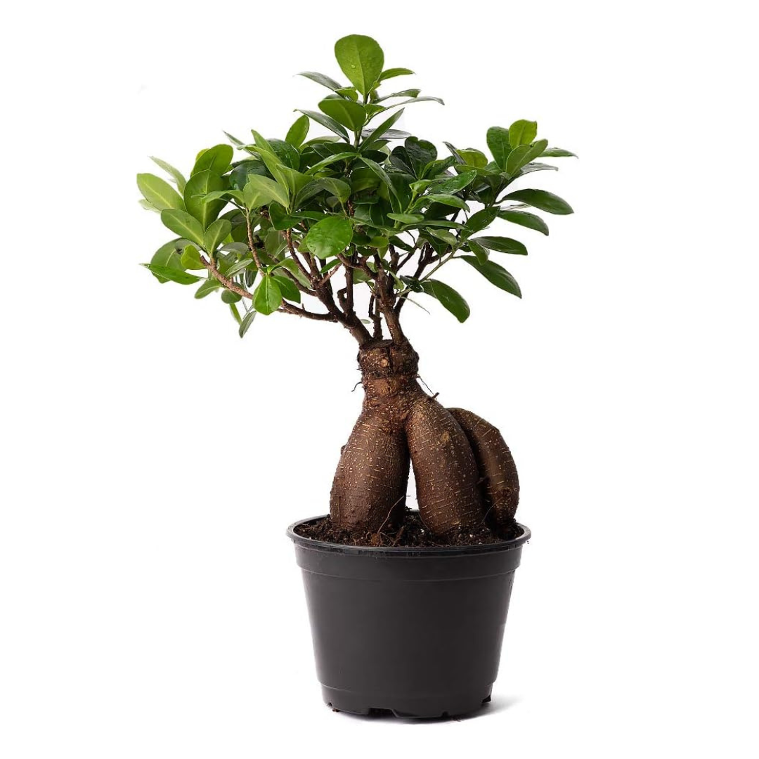 Ginseng Grace: Ficus Microcarpa Bonsai