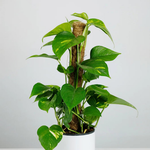 Golden Pothos