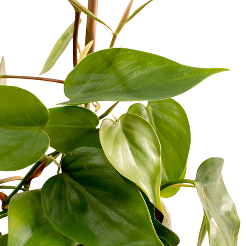 Heartleaf Philodendron