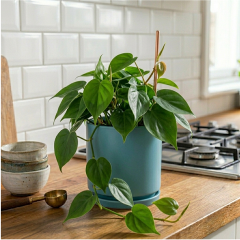 Heartleaf Philodendron