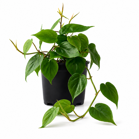 Heartleaf Philodendron