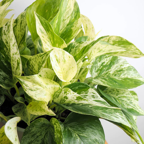 bar pothos Marble Queen Pothos