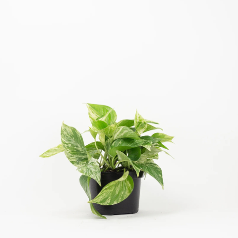 Marble Queen Pothos