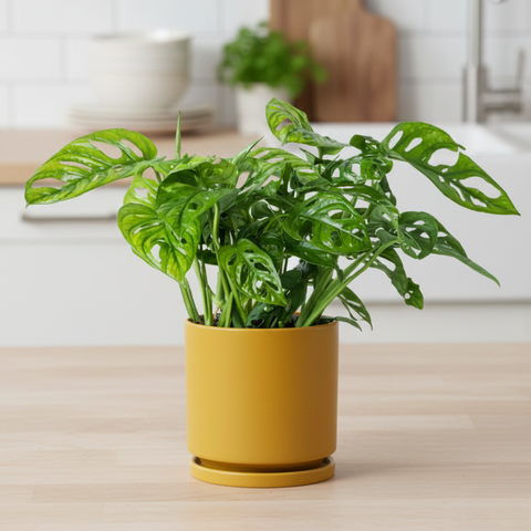 Monstera Adansonii (Swiss cheese)