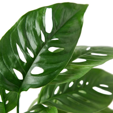 Monstera Adansonii (Swiss cheese)
